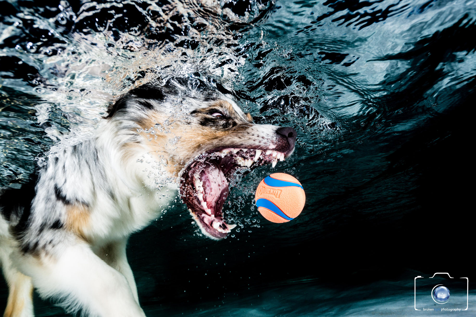 Hunde Unter Wasser Hunde Unter Wasser
