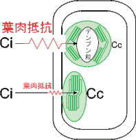 イラスト集 Arayatakaos Jimdo Page イラスト集 Arayatakaos Jimdo Page
