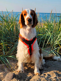 Dotty vom Wilischthal