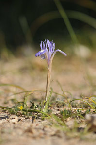 Iris faux sisyrhinque - Corse - Avril 2010