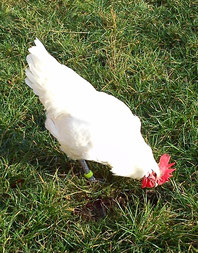 Bresse Gauloise Hühner im Gras