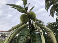 栗