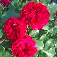 Rouge Meilove