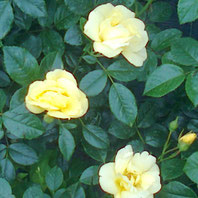 Loredo