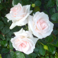 Aspirin Rose