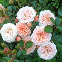 Apricot Rosenne