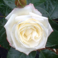 Alabaster