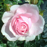 Hans Gönnewein Rose