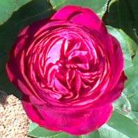 Heidi Klum Rose