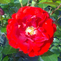 Amadeus