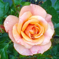 Aprikola