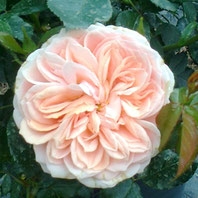 Garden of Roses