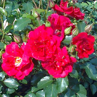 Rotilia