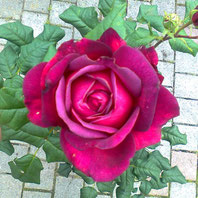 J. W. v. Goethe Rose