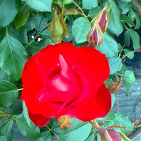 Black Forest Rose