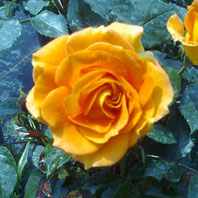 Goldelse