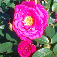 Gloriana