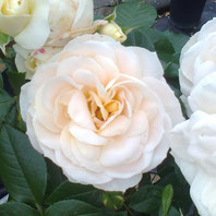 Lions Rose