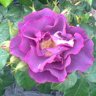 Rhapsody in Blue