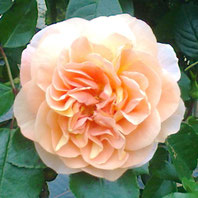 Sangerhäuser Jubiläumsrose