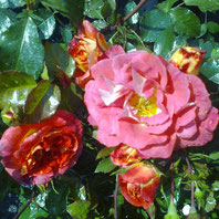 Gebrüder Grimm