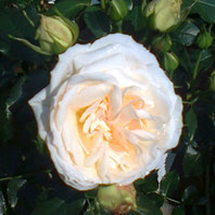 Marie Antoinette