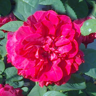 L. D. Braitwaite
