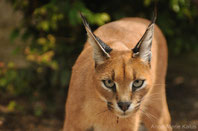 caracal lynx desert fiche animaux felins
