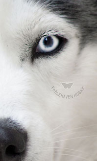 Questions Frequentes Elevage Husky Fablehaven Questions Frequentes Elevage Husky Fablehaven