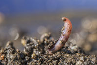 Foto: Ralph Sturm (naturfotos.lbv.de)