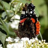 Die Schmetterlinge