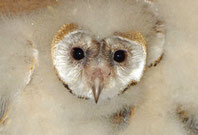 Junge Schleiereule; Foto: K. Lechner