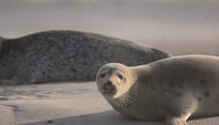 Au Hourdel découvrez avec Picardie Nature les phoques de la Baie de Somme