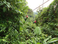 Combo: Canopy Tour & Rafting Class 2 & 3
