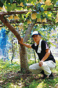 八達の木と成夫さん。20種を超す多品種を栽培する松屋梨園だが、成夫さんの言葉にはやはり八達への強いこだわりを感じる。