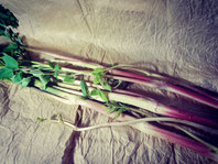 【春の山菜】写真は軟白栽培した独活です。山菜はお届け日により変わります。ワラビ・タケノコ・アサツキ・フキ等いろいろです。