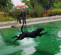 Hundeschwimmen 2022 _ Freibad Elsdorf_ Foto: Oetken