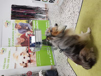 2024_12_07 Spendenannahme mit Collie Benno_ Foto: Oetken