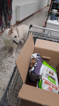 Weißer Schäferhund mit Tierfutterspenden in Tiertafel