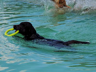 Hundeschwimmen 2022 _ Freibad Elsdorf_ Foto: Oetken