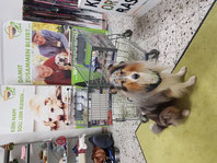2024_12_07 Spendenannahme mit Collie Benno_ Foto: Oetken