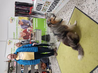 2024_12_07 Spendenannahme mit Collie Benno_ Foto: Oetken