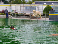 Hundeschwimmen 2022 _ Freibad Elsdorf_ Foto: Oetken