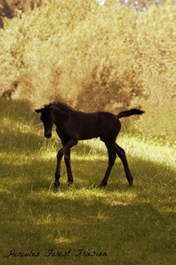 Friesenhengst Hercules KFPS, DFZ | www.waldfriesen.de www.forest-friesian.com 