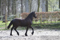 Hercules Anfang April 2019 www.waldfriesen.de www.forest-friesian.com