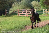 Hercules Anfang Juni 2019  www.waldfriesen.de www.forest-friesian.com