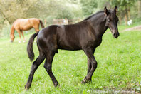 Hercules September 2018 || www.waldfriesen.de www.forest-friesian.com