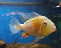 Acarichthys heckelii, Heckels Buntbarsch, Albino, Red, Cichlide, Südamerika