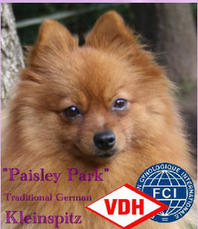 Miniature Spitz of old type puppy German Spitz Paisley Park breeder