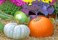 Rezept des Monats, Irland, Kürbis, Halloween